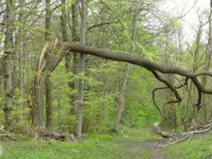downed trees maryland